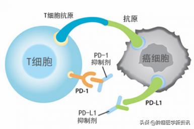 免疫疗法是癌症治疗最后的手段吗?应该在术前还是术后使用?