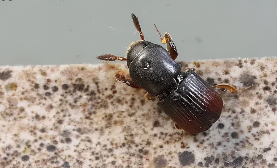 藏在木质家具里的虫子是什么,吃家具的虫子怎么消灭