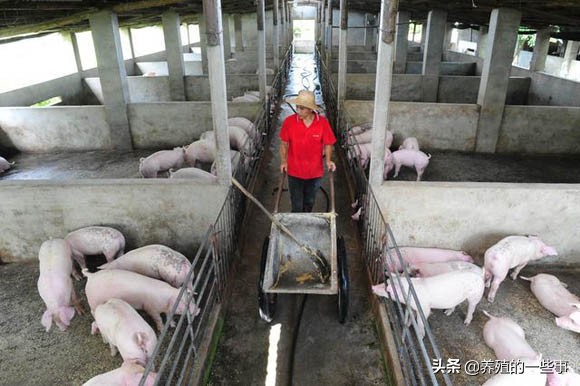 水泥地面养猪的危害,水泥地面对人有什么危害