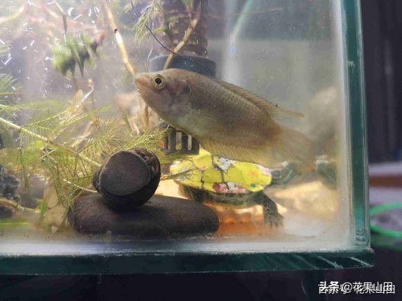 为什么鱼缸的鱼一直攻击别的鱼,观赏鱼老是咬其他的鱼还值得养吗