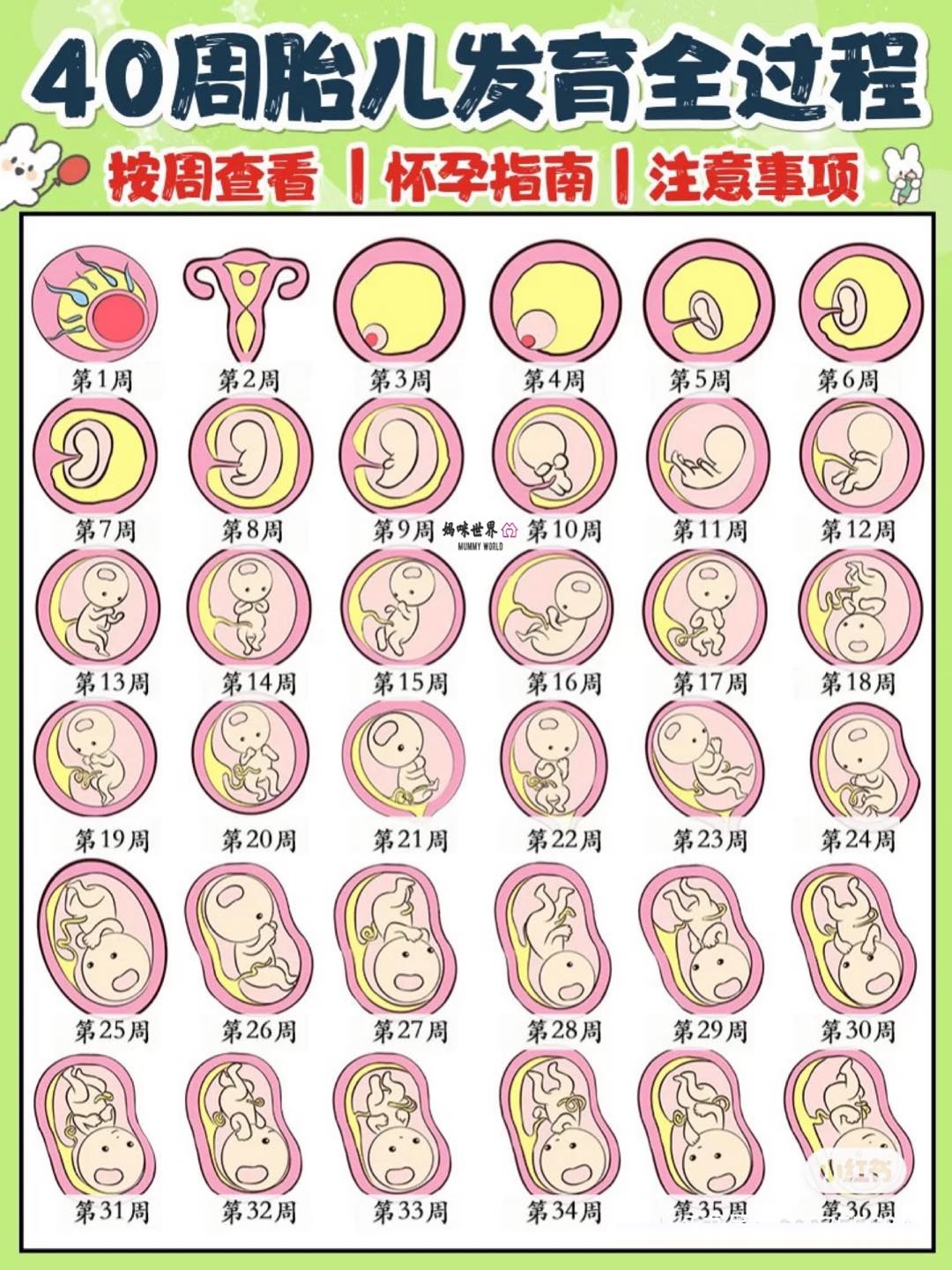 研究显示：精子像钻头一样钻入体内！它“欺骗”了科学家300多年