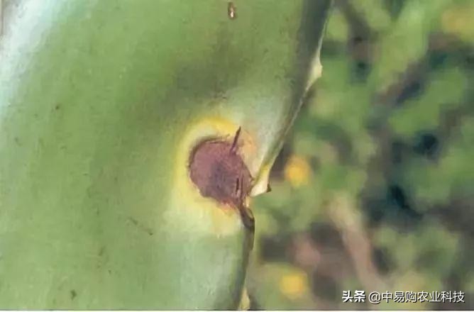 芦荟病害防治方法大全图解,芦荟有哪些虫害