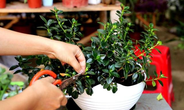 进入秋季该如何养护金鱼吊兰,盆栽金鱼吊兰的夏季养护