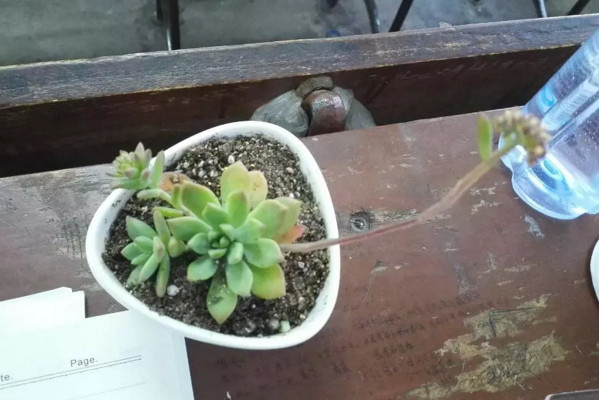 多肉变红色叶子是怎么回事,多肉叶子变红代表什么原因