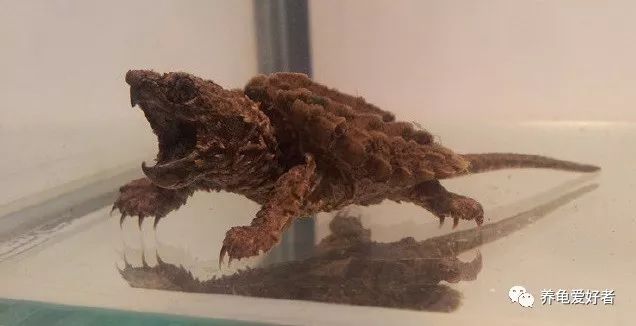 新手养龟要注意的事件,新手养龟最忌讳的东西