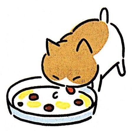 新手如何照顾小奶猫,怎么样照顾一个月左右大的小奶猫