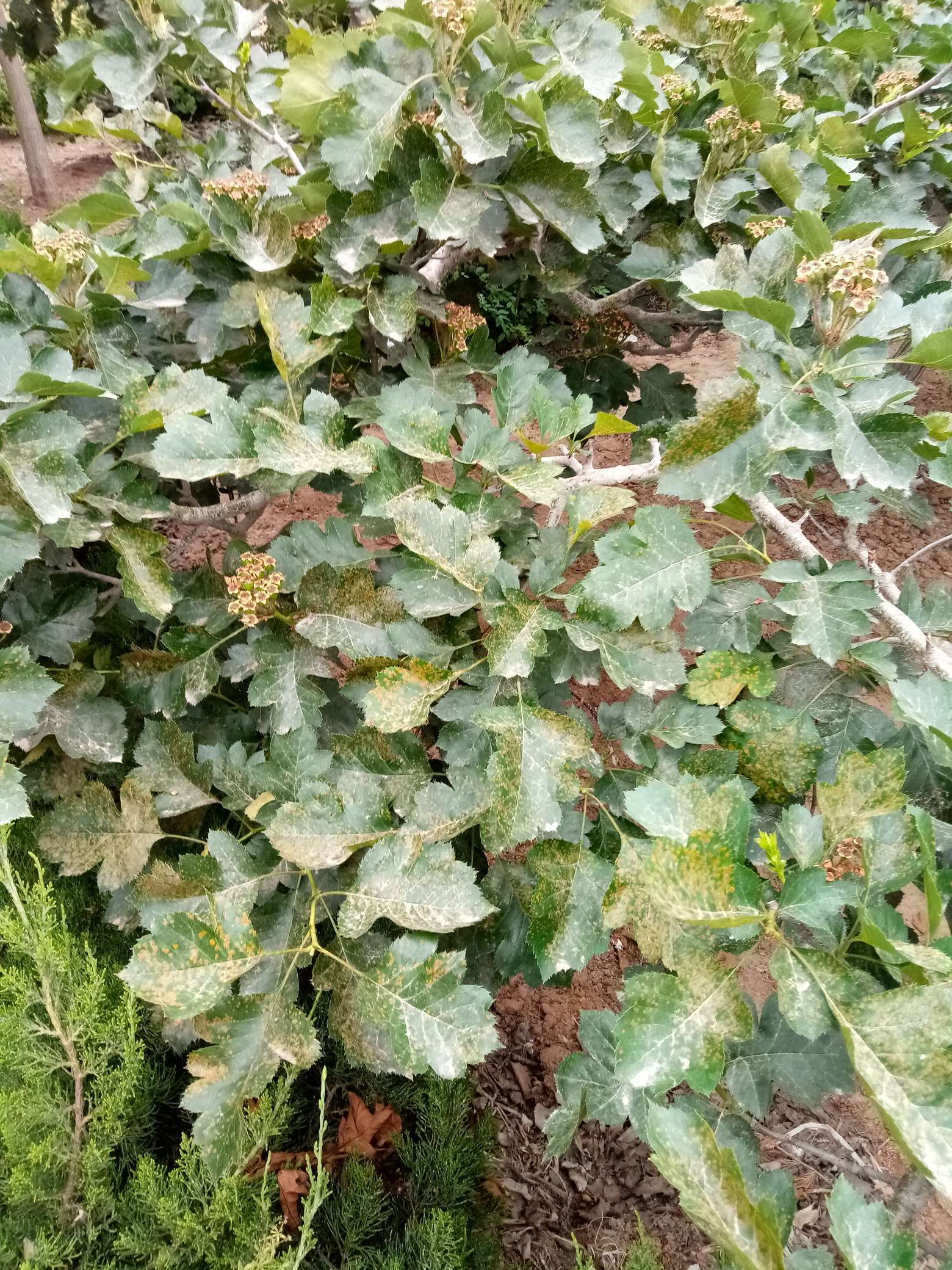 山楂树有什么病虫害如何防治,山楂树已经有锈病怎么治