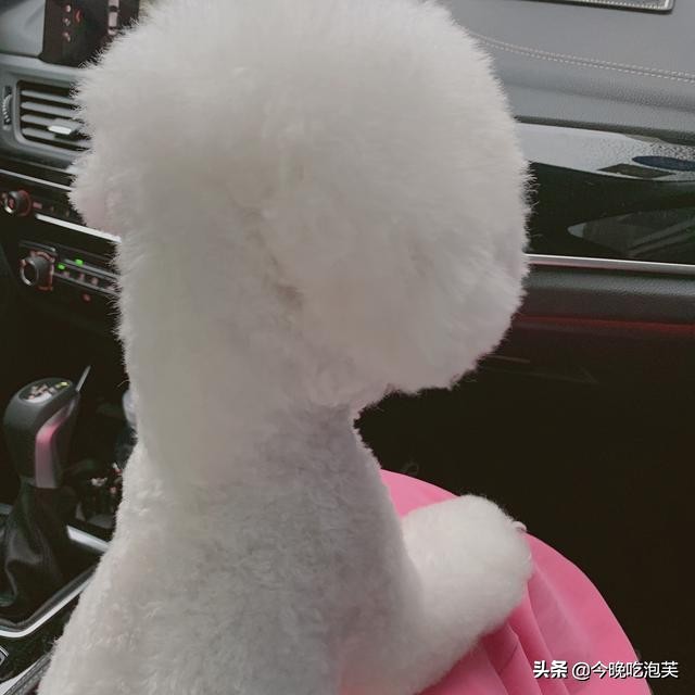 狗狗趾间炎用紫药水可以吗,狗狗吃了紫药水会怎样