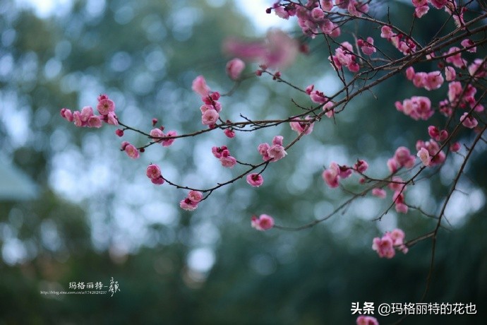 历史悠久的十大名花（海量美图），你选哪个做国花？