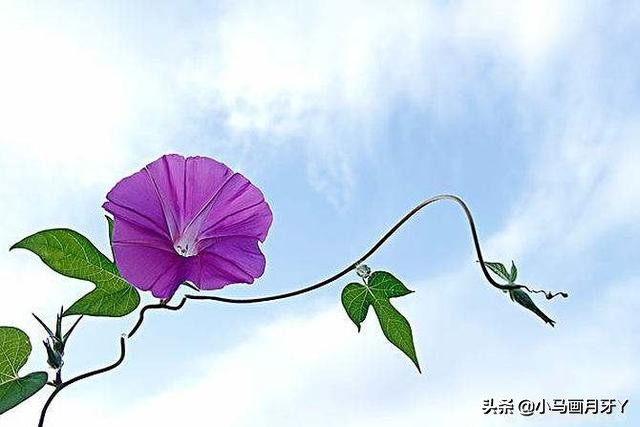 千字文天地玄黄全文注音版,千字文注音版全文解释