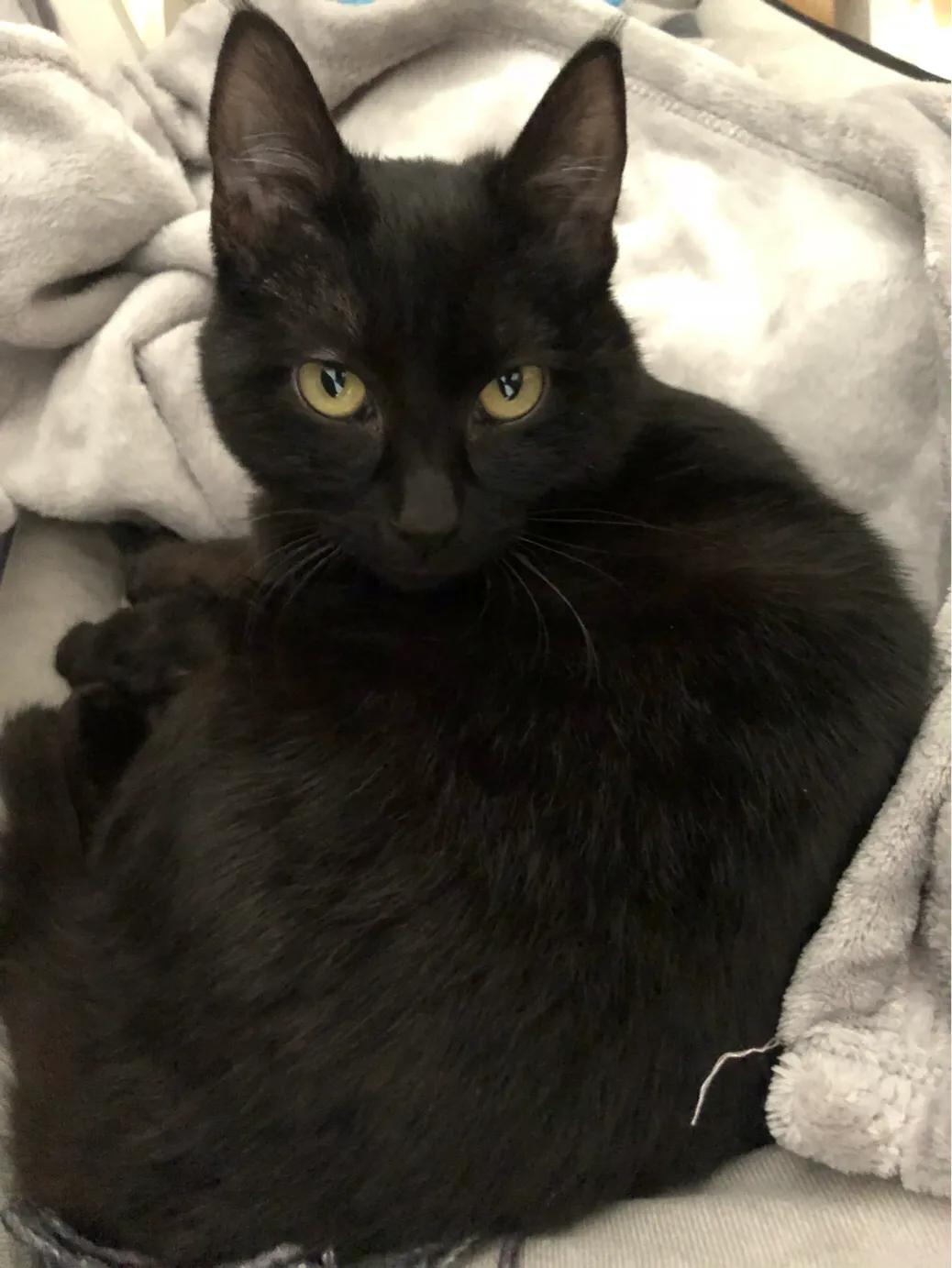 猫咪得了猫瘟治疗得多少钱,猫咪猫瘟后腿无力走路不稳