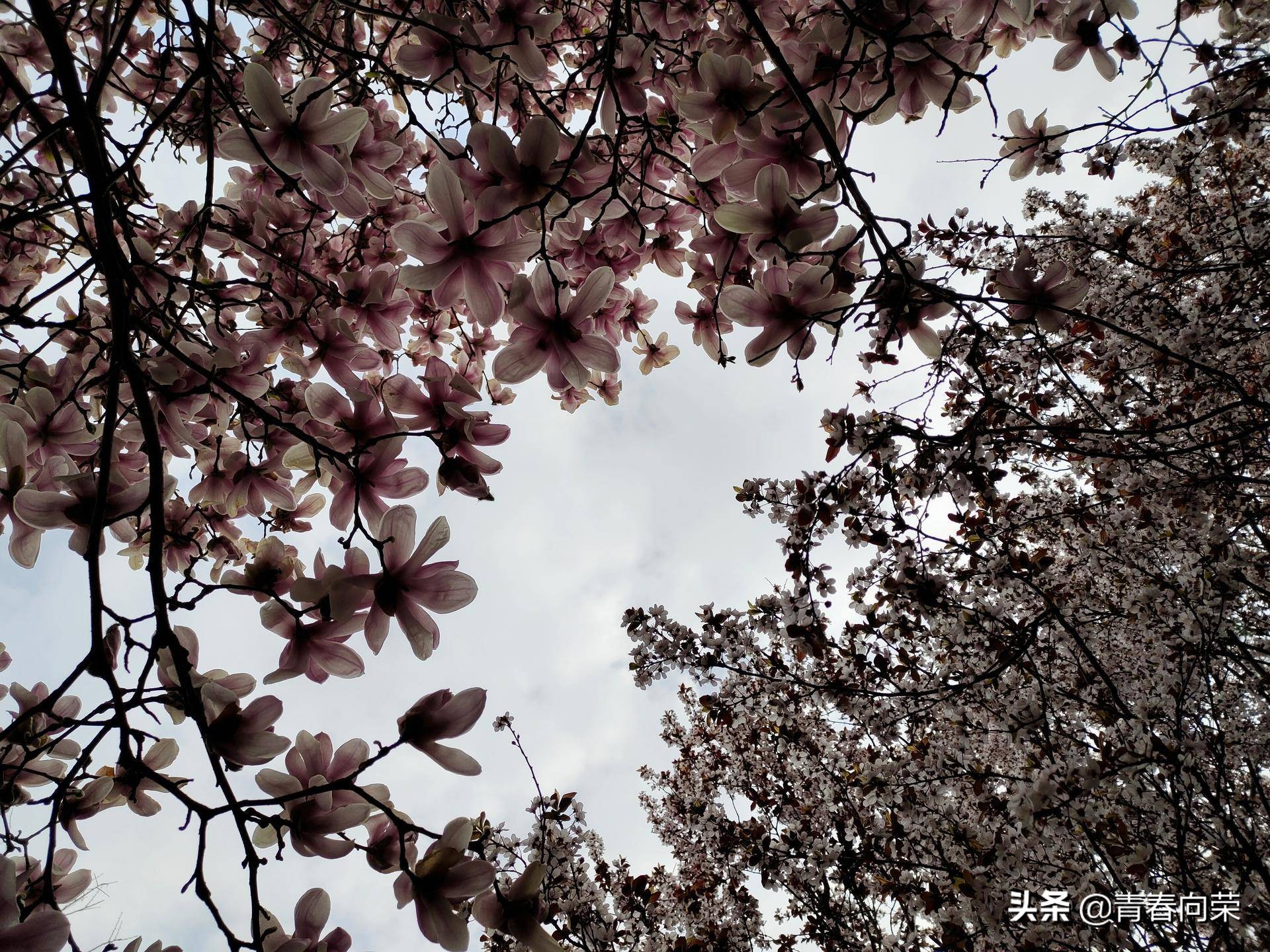 vivonex3s详细评测,性能升级之作vivonex3s上手体验