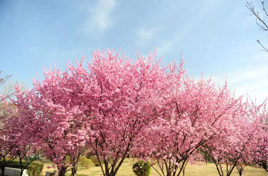 郑州暂停开放全市旅游景区,郑州正在建设的旅游景区