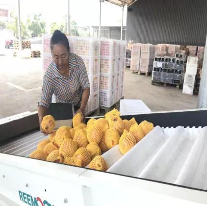 西昌黄联关镇：小石榴做出大文章软籽石榴映“红”乡村致富路