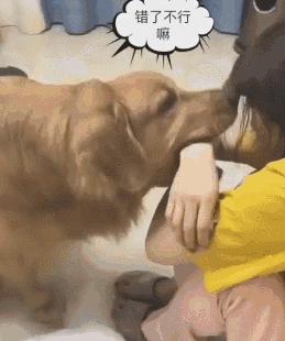 养狗是金毛好还是拉布拉多好,养狗金毛和拉布拉多哪个更好