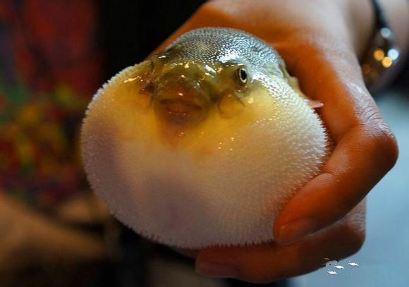 中国海鲜河鲜,市场河鲜海鲜种类大全