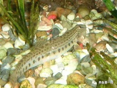 十种常见的水生动物,鳅科动物图片