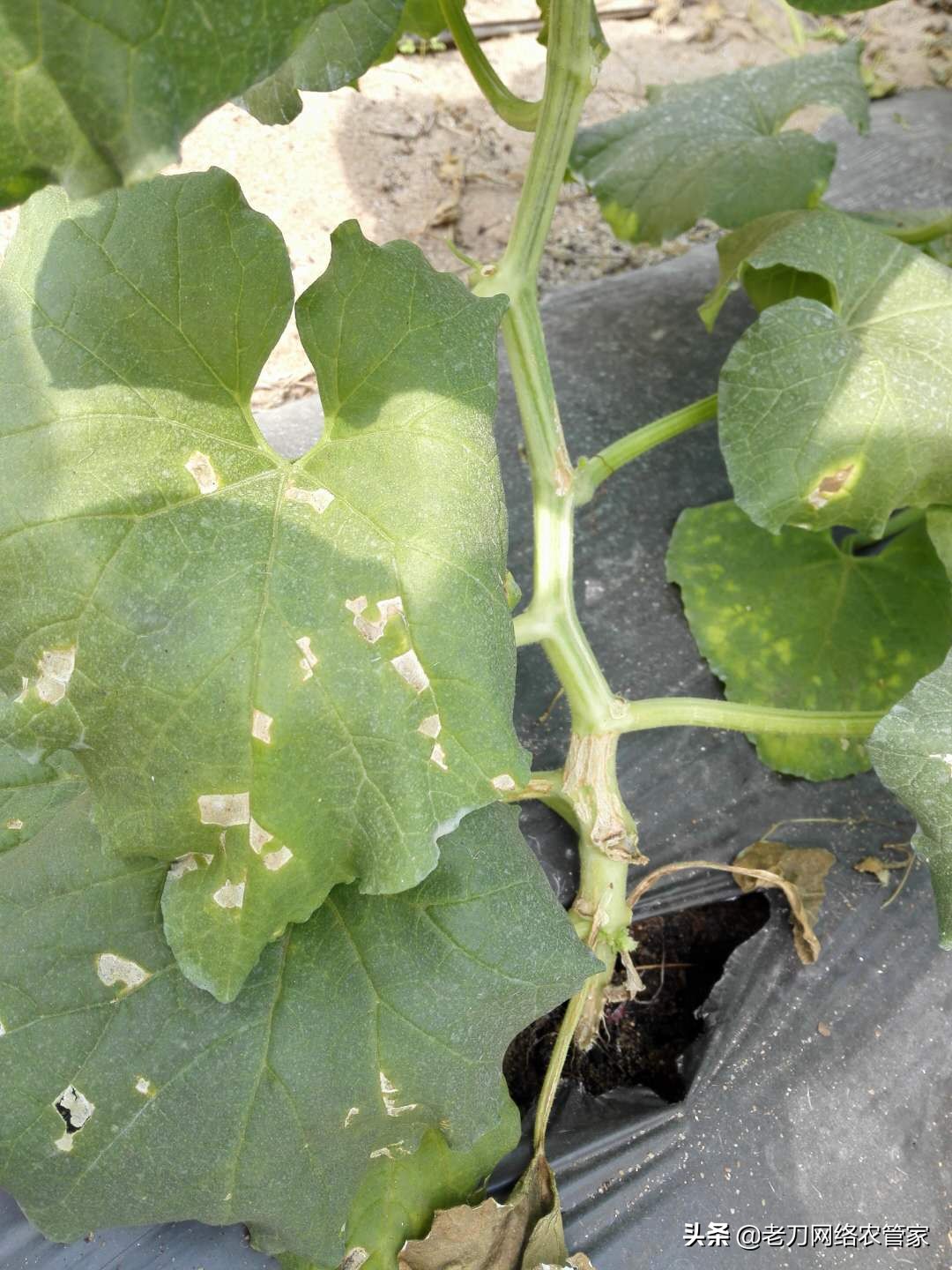 网纹甜瓜果实药害,梢瓜霜霉病防治