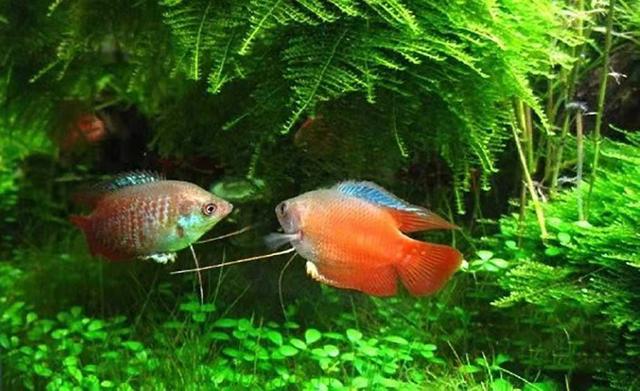 这六种观赏鱼不用加氧泵也能养好,如何养好观赏鱼技巧