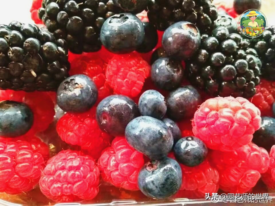 夏季草莓还能开花结果吗,草莓夏季高产