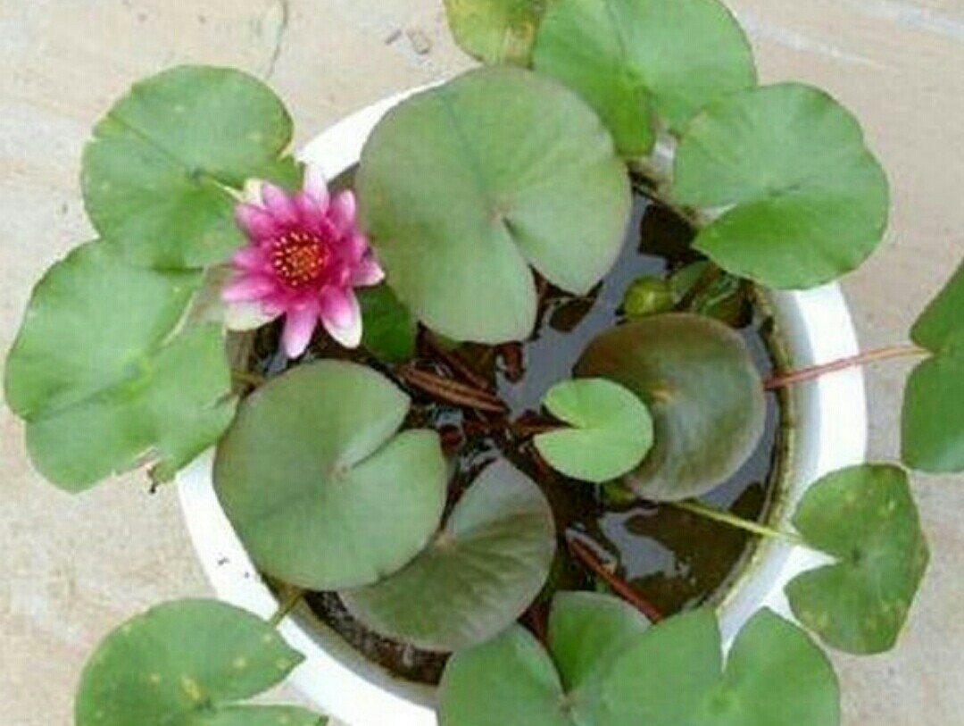 睡莲怎么养才有开花的现象,睡莲在室内如何养护才能快速开花