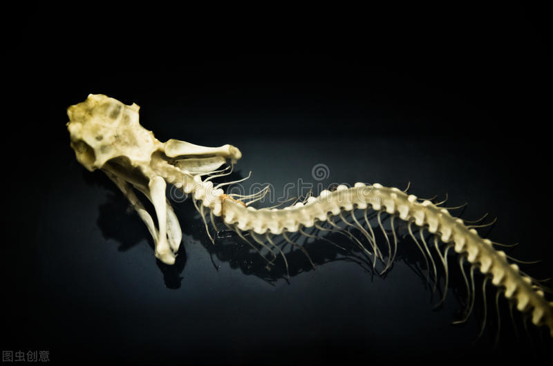 为什么蛇性本淫,为什么蛇本性为淫