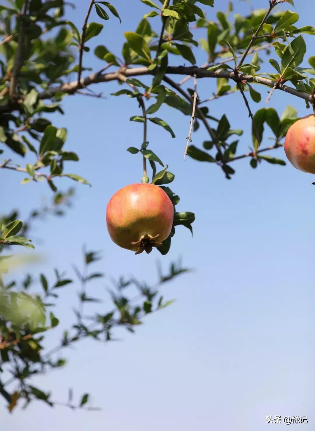 荥阳市软籽石榴基地在哪里,荥阳的软籽石榴基地在什么地方