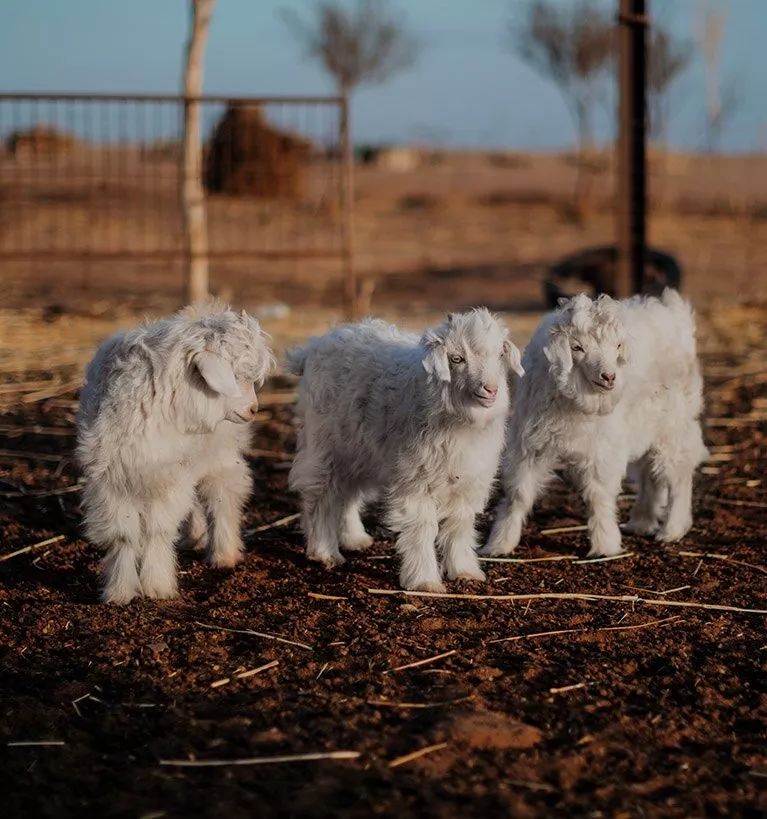 几百块的大衣和上千块大衣对比,廉价大衣和贵的对比