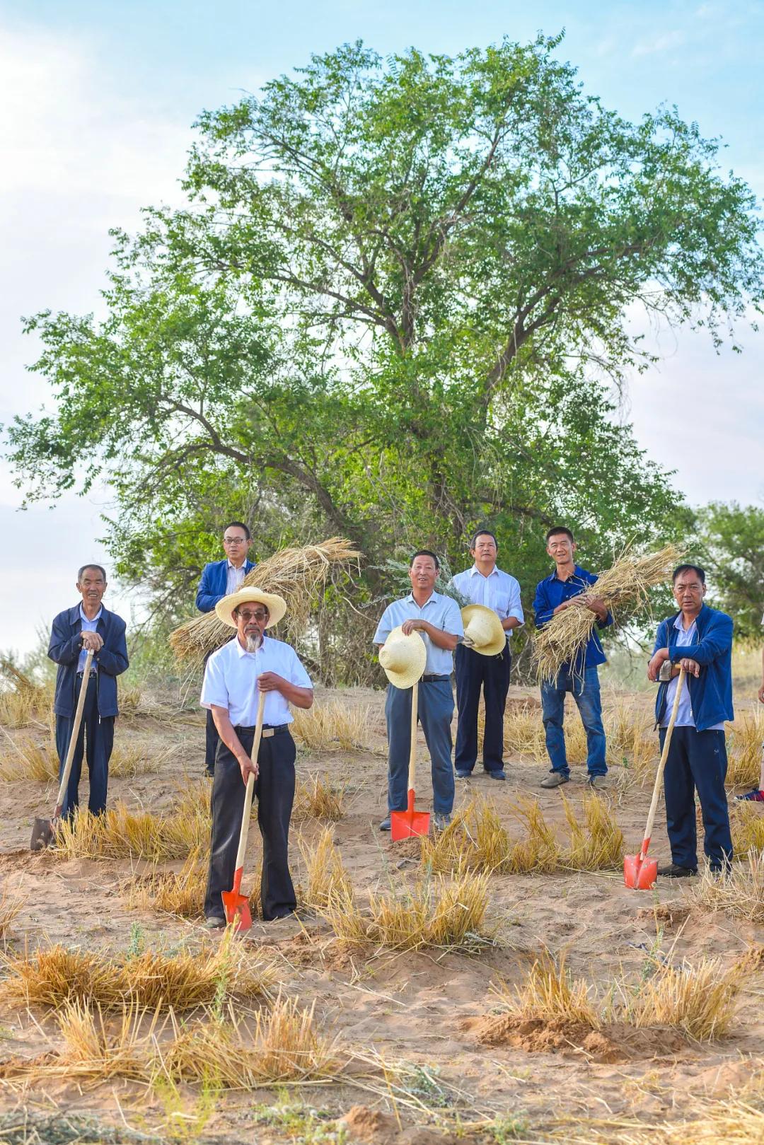中国植树造林成果国外有什么看法,植树造林改造沙漠