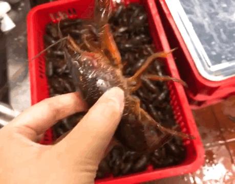 长沙小龙虾团购套餐99元10斤,88元4斤全城吃过瘾小龙虾优惠团购