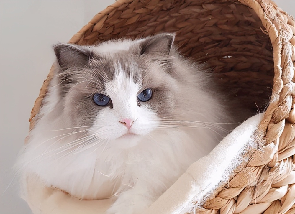 布偶猫着凉拉稀怎么办,布偶猫受凉引起的拉肚子怎么治