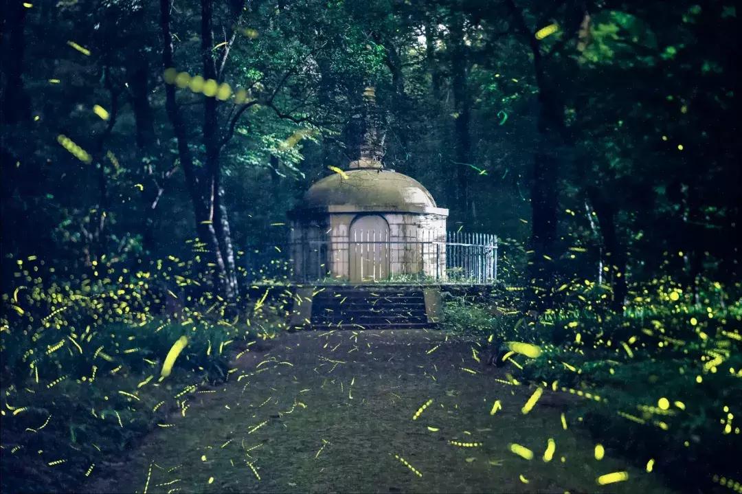 灵谷寺萤火虫7月,灵谷寺萤火虫目前还有吗