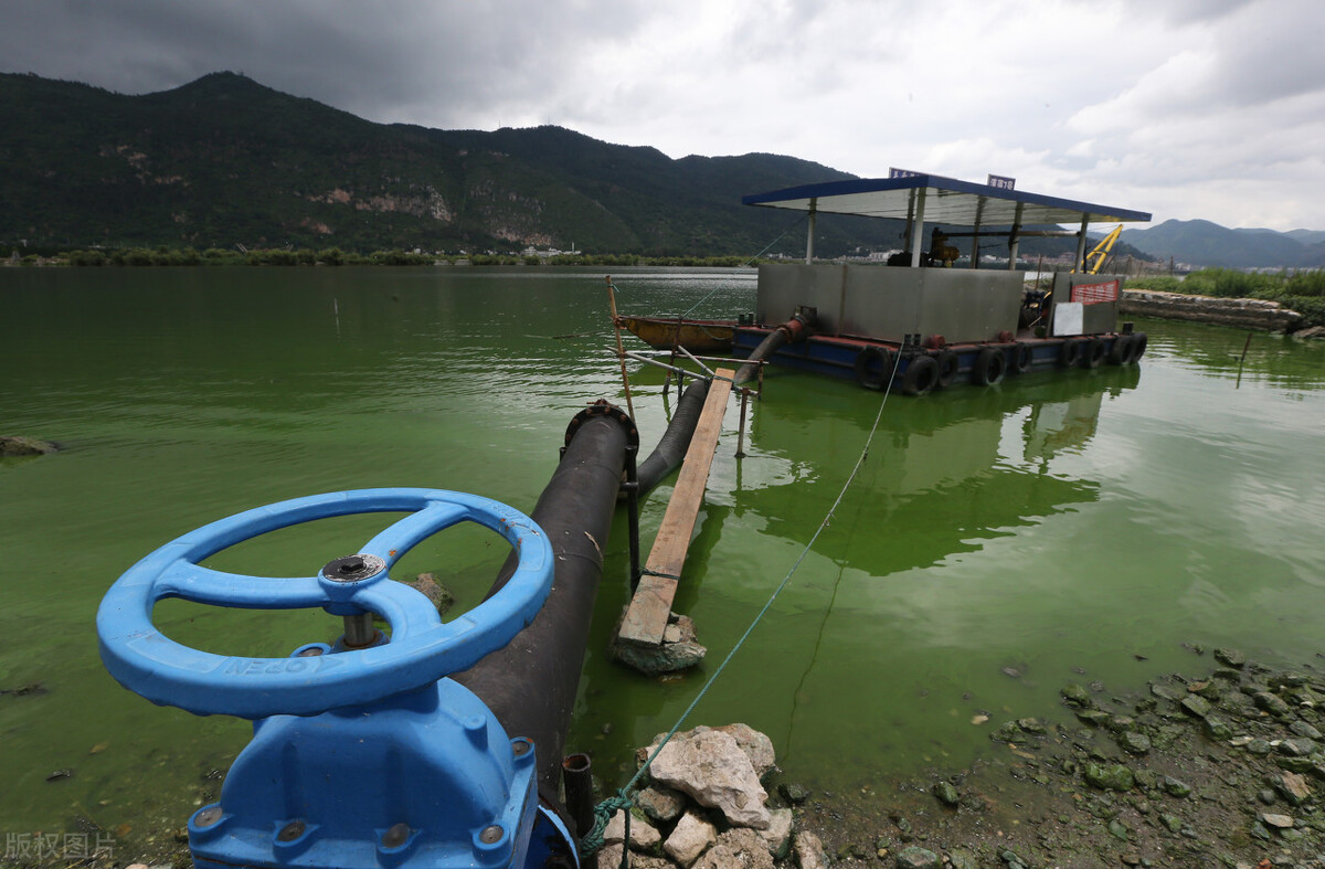 蓝藻刚爆发时最好的解决方法,蓝藻爆发最简单的处理方法