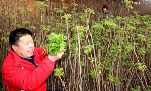 香椿大棚种植技术果树品种,大棚香椿高产栽培技术