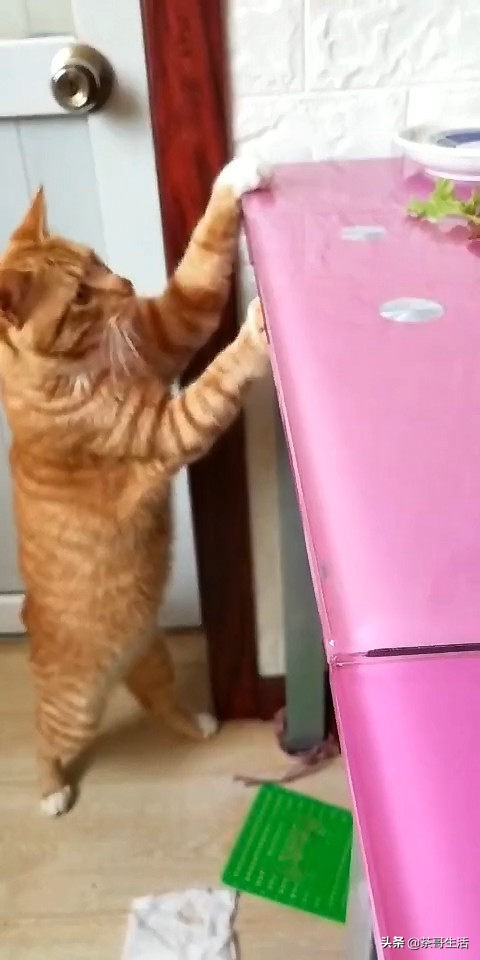 橘猫贪吃偷狗粮,英短胖猫偷吃搞笑视频