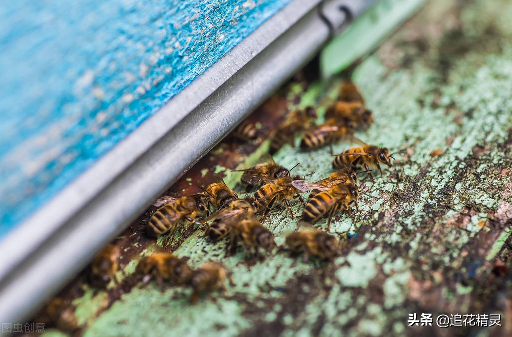 关闭巢门三天能制止盗蜂吗,怎样防治盗蜂最好