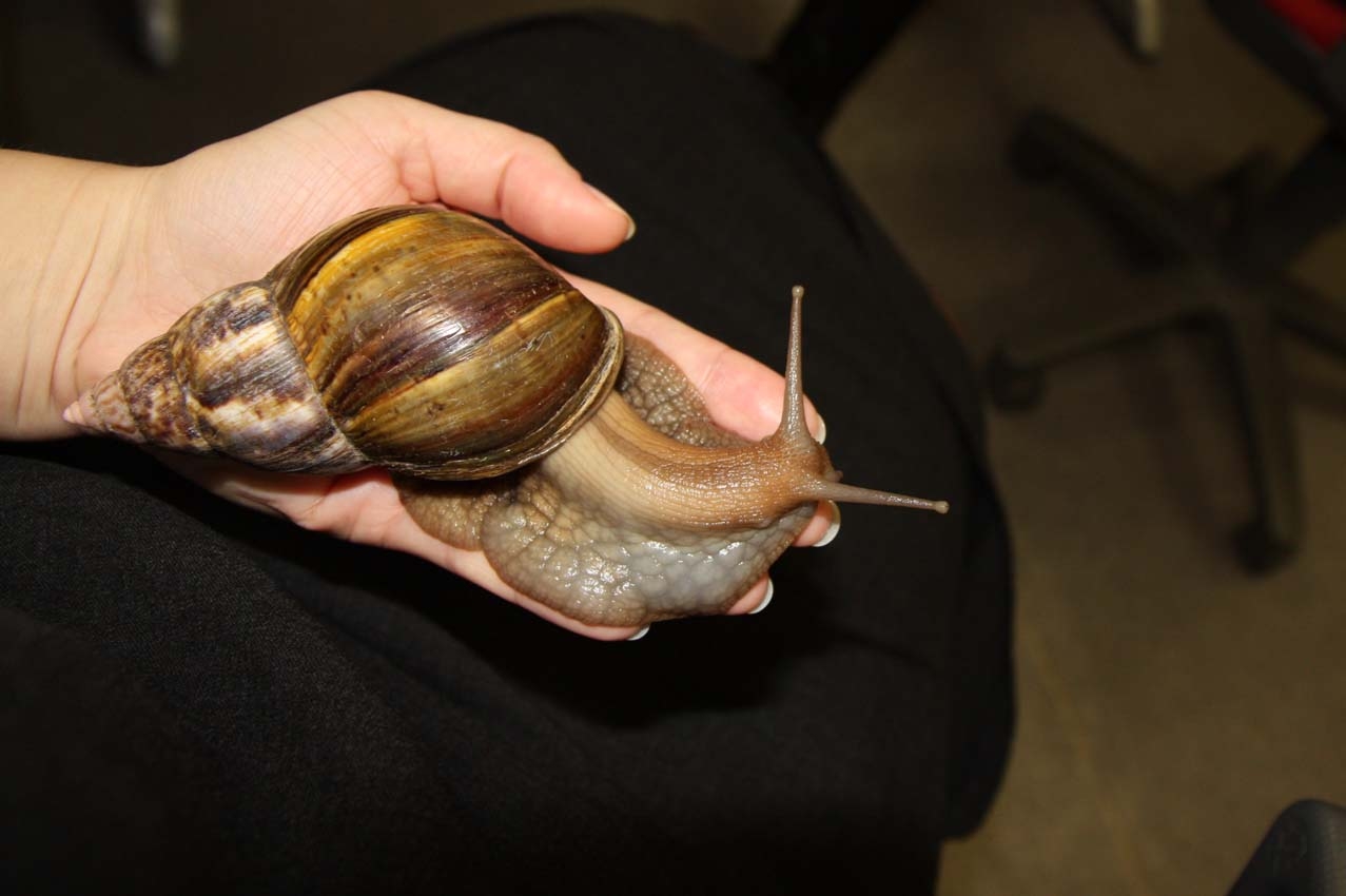 南方大蜗牛泛滥,下雨天出现的大蜗牛可以吃吗