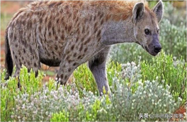 为什么好看的非洲女孩被称呼为「8号」,毛骨悚然的巫术社区故事