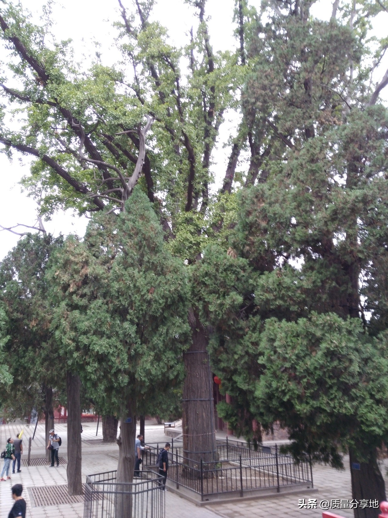 五岳独尊泰山一日游,泰山五岳独尊游记