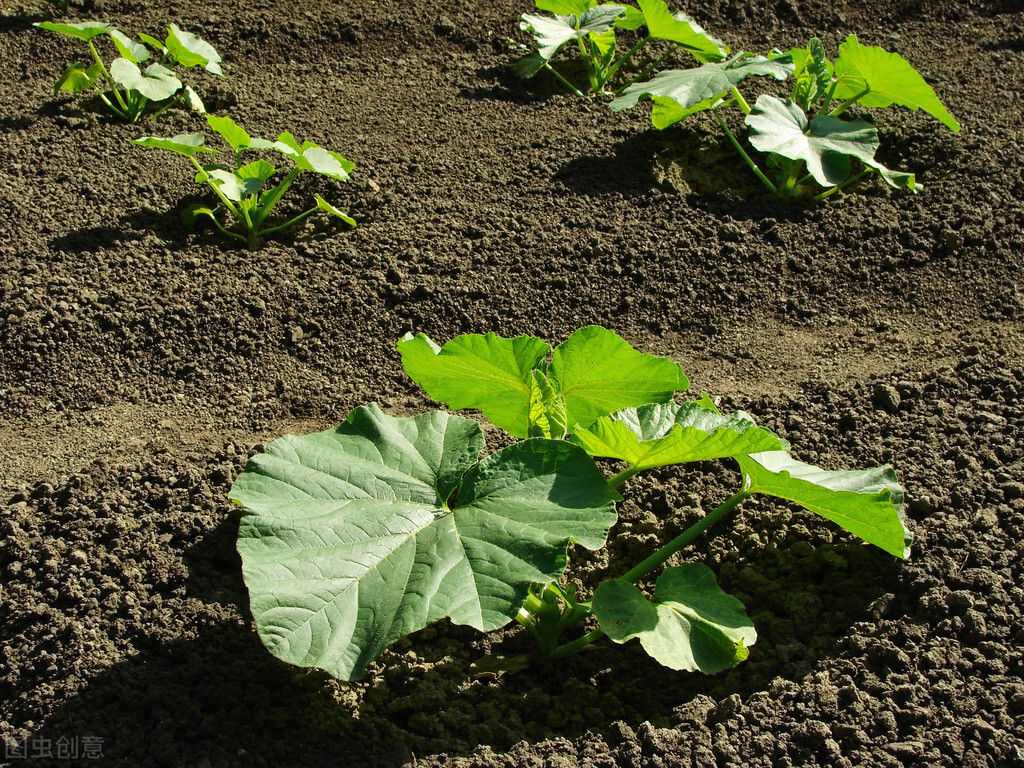 南瓜种植的注意事项有哪些,南瓜什么时候种植最合适呢