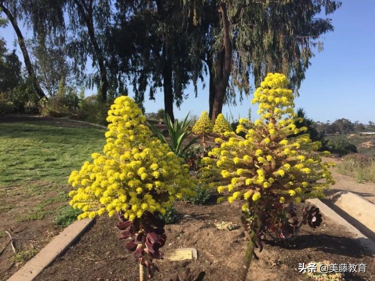 雪城大学排名一览表,为什么说雪城大学好