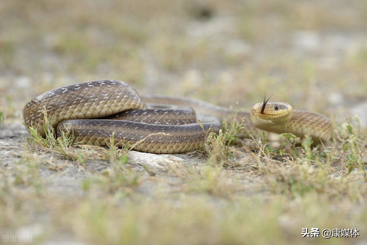 院子里有蛇种什么树花能驱蛇,农村房屋周边的蛇怎么驱除