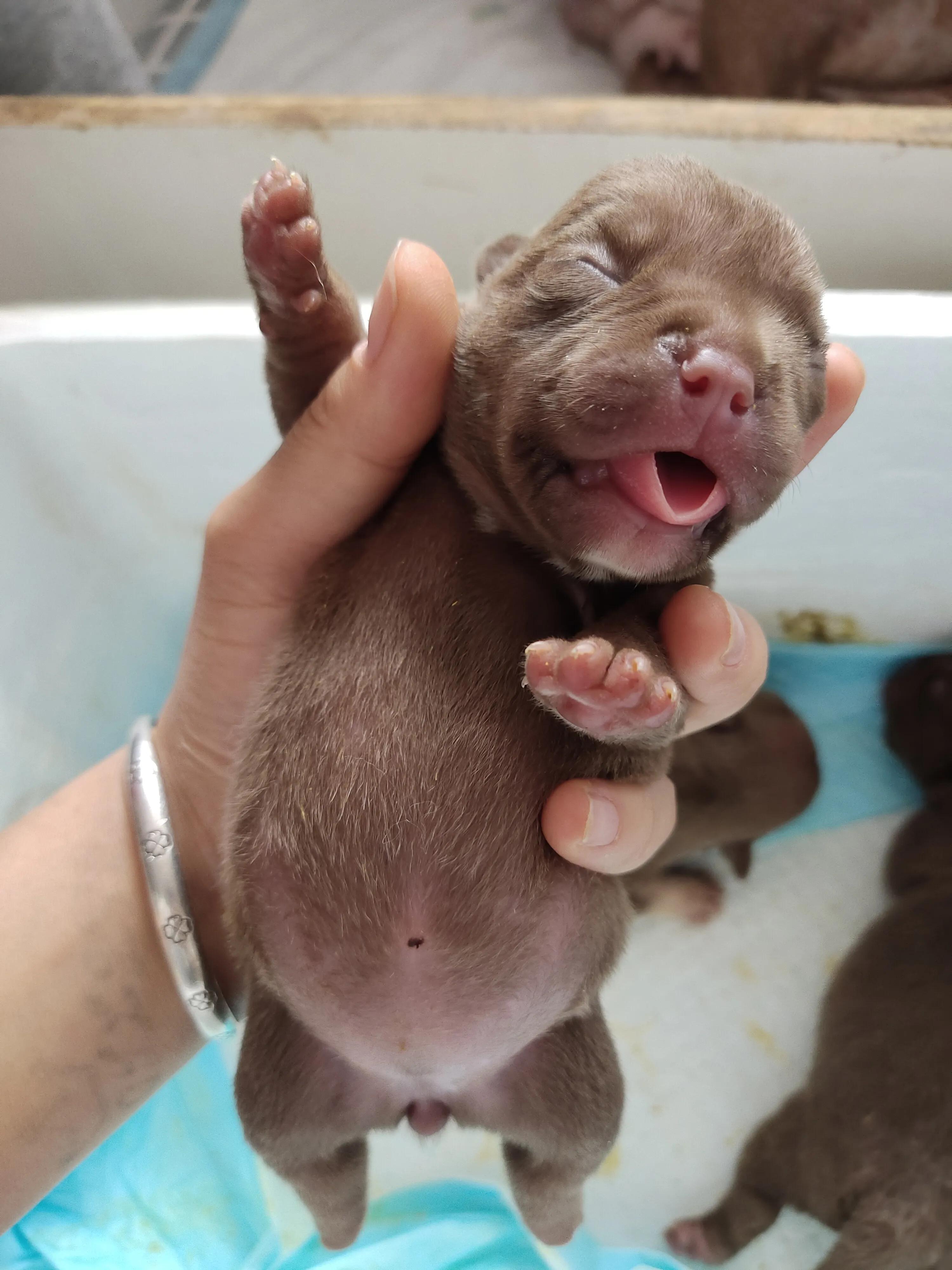 狗狗怎么挑选才是最好的,怎么挑选健康的狗狗幼崽