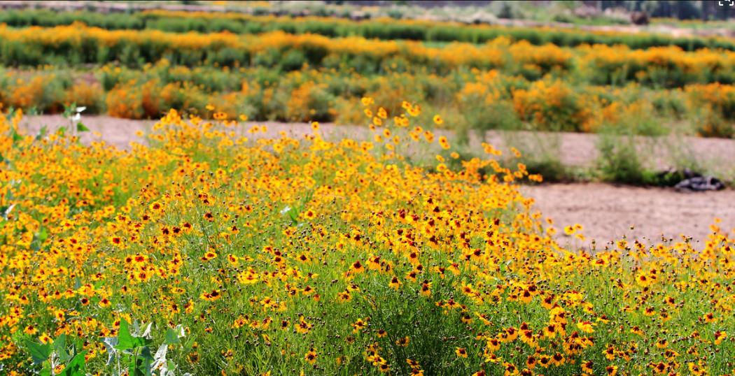 罕见的高山雪莲雪菊,四川丹巴雪菊