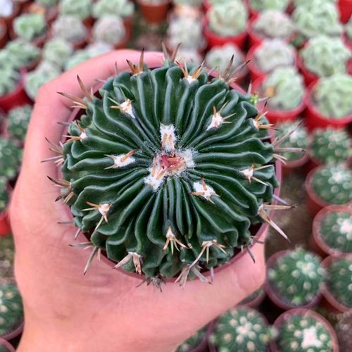 仙人掌介绍60多种独特的仙人掌,仙人掌开花的美图