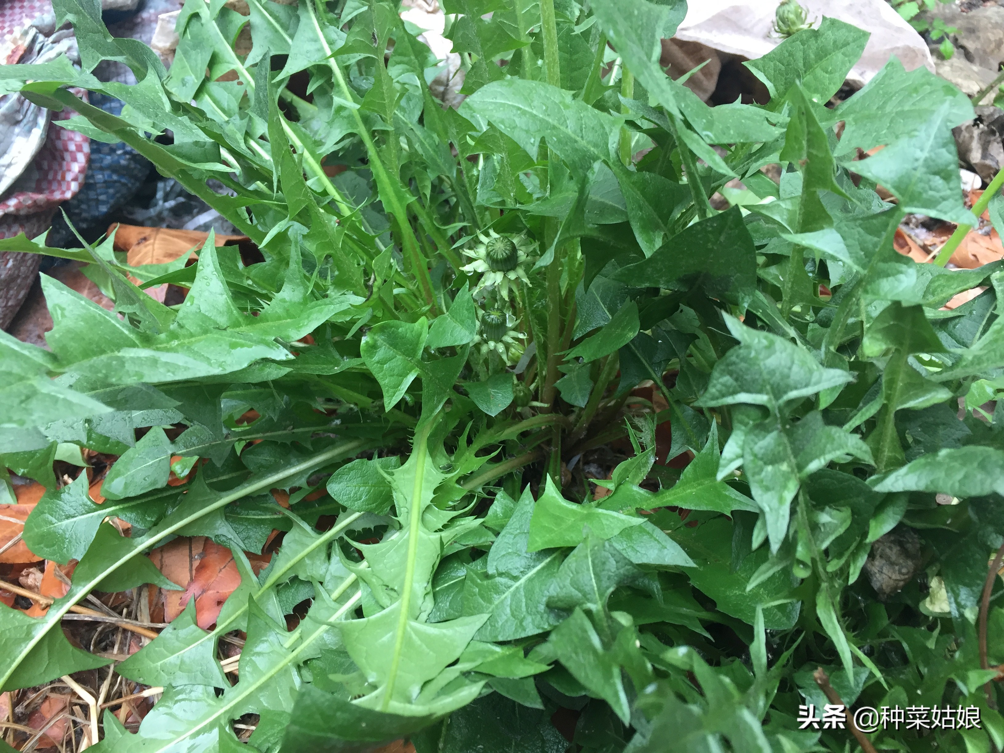 野生蒲公英种子播种方法全过程,蒲公英种子怎样播种怎样移栽