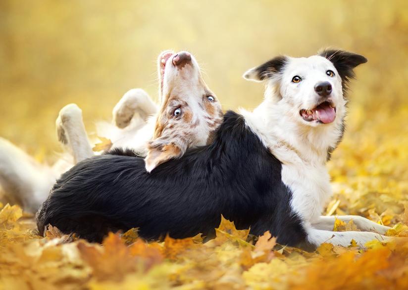 第一次养狗为什么不养大型犬,第一次养狗为什么不建议养边牧