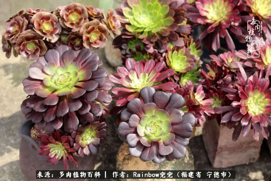 岁月无波澜余生不悲欢是啥意思,愿你岁月无波澜敬我余生无悲欢