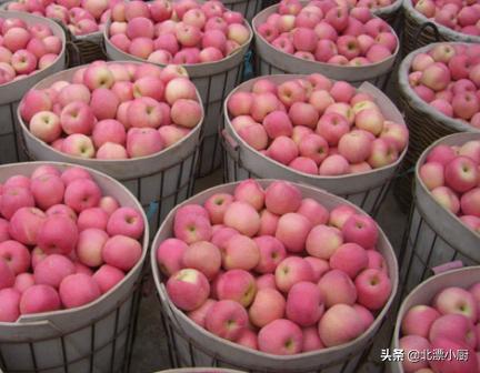 中国最好的苹果产于哪里,这个季节苹果哪里产的最好吃