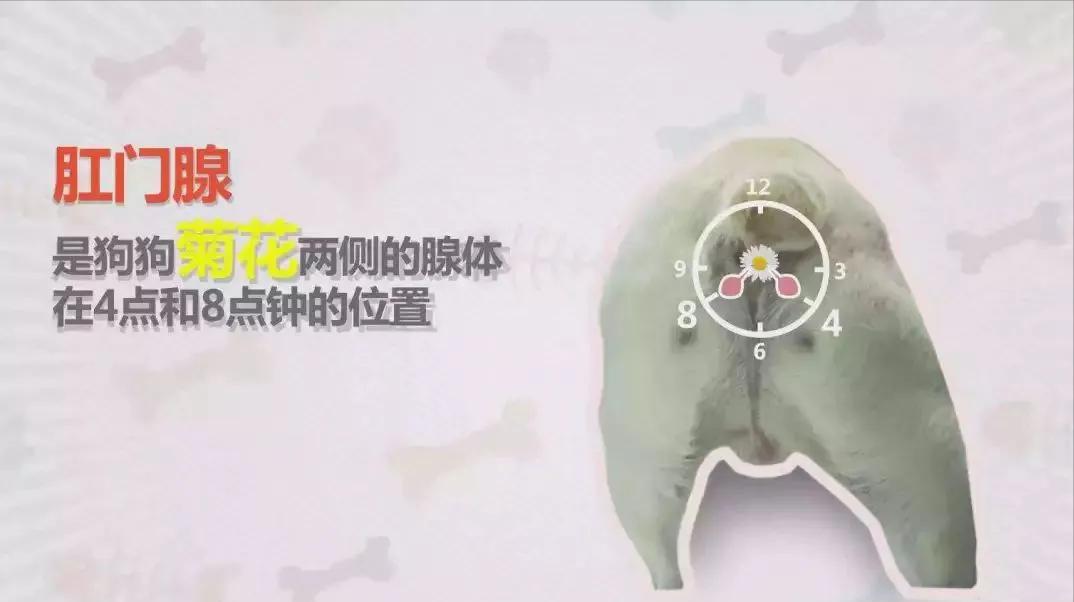 狗狗为何要*亲近**繁殖？难道狗狗不认识母亲？科学揭示其中真相